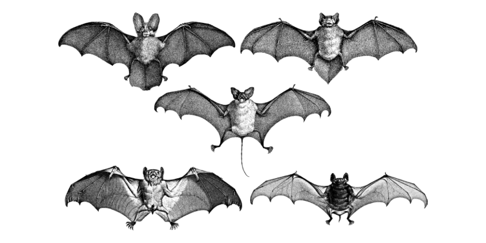 La pandemia y los murciélagos que “aceleraron” el colapso civilizatorio
